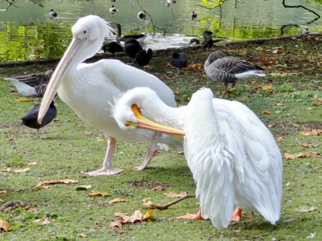 White Pelicans in St James's Park, London