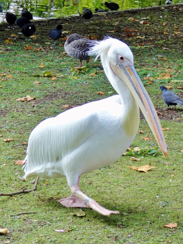 White Pelican in St James's Park, London