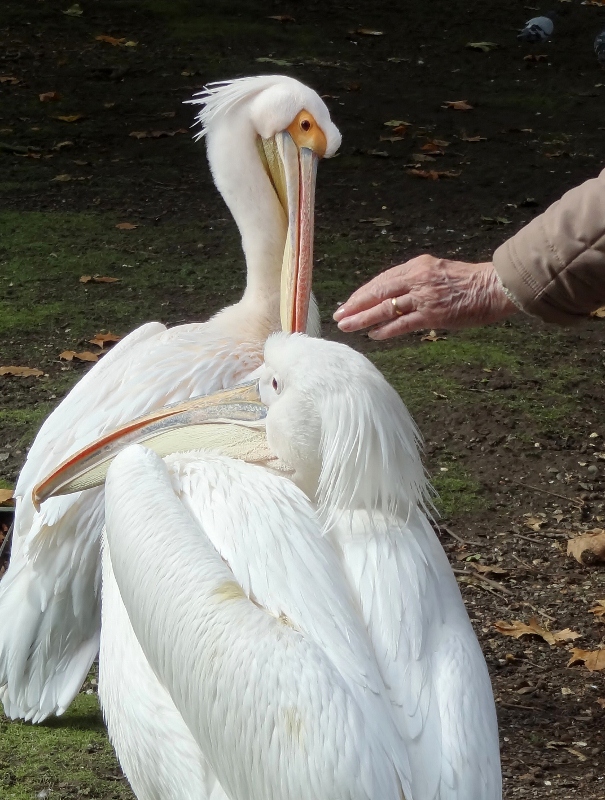 White Pelicans in St James's Park, London